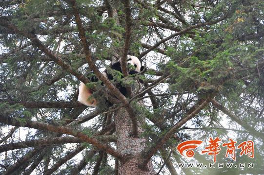  野生大熊猫独自逛县城 爬20米高云杉树