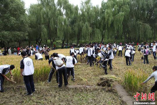 北京一高中100多名学生走入稻田收割稻穗
