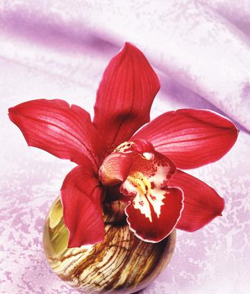 兰花美