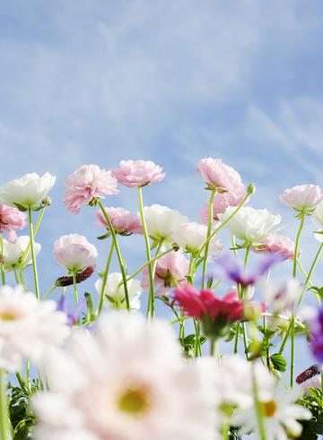 清新菊花