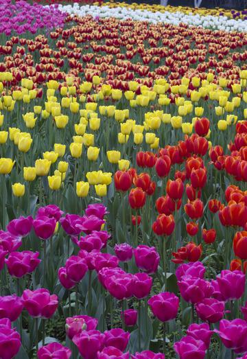 郁金香花海