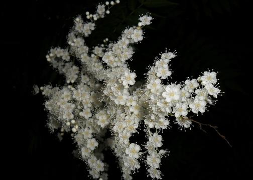 珍珠梅