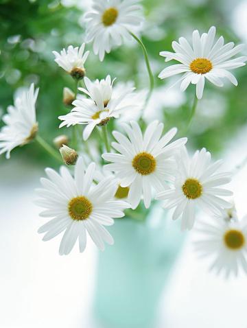 清新淡雅小雏菊