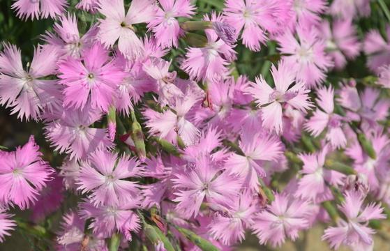 石竹花