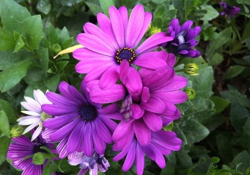 紫色菊花