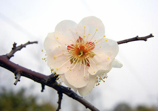 怒放的梅花