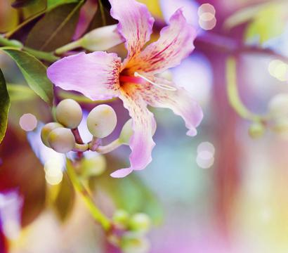 粉色百合花