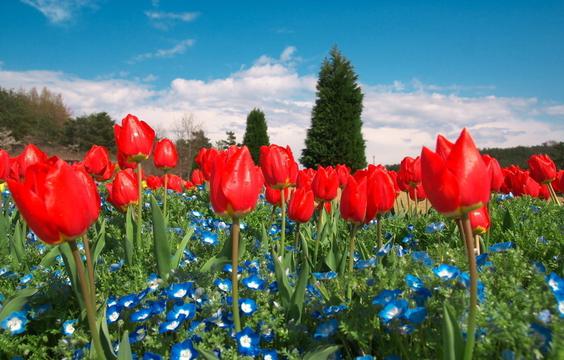 郁金香花田