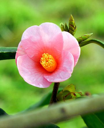 山茶花开