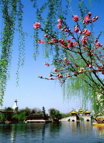 古香三月桃花