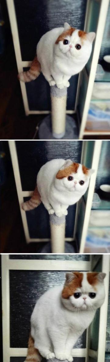 囧脸猫
