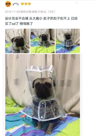 可爱的汪星人