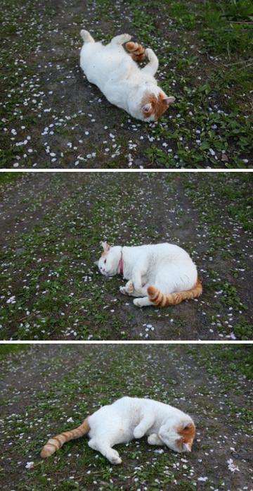 爱打滚的猫叔