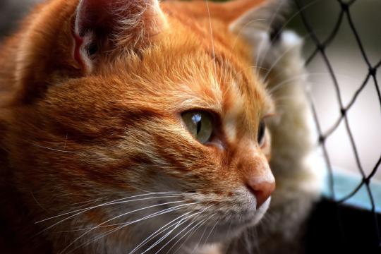 猫的犀利眼神