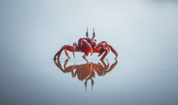 海水上的小蟹