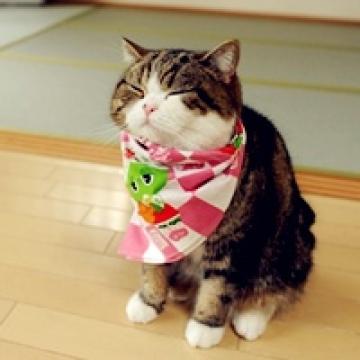灵动卖萌的小猫
