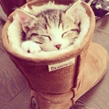 萌翻天的小猫咪