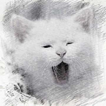 记录猫咪的一切有趣
