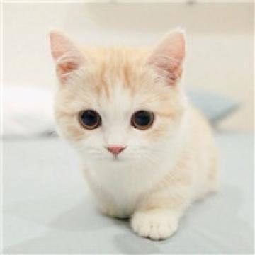 萌萌哒喵星人