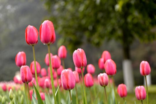 重庆花卉园郁金香花开满园