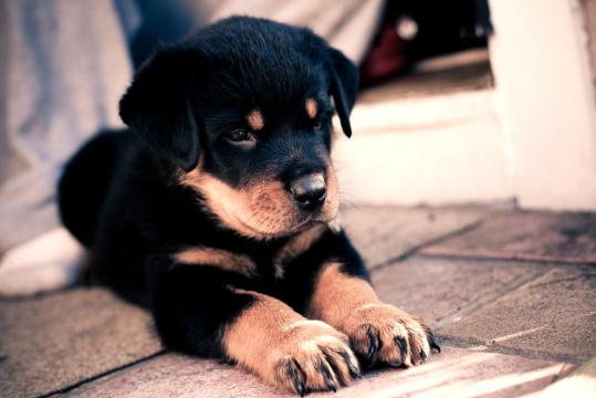 罗威纳犬