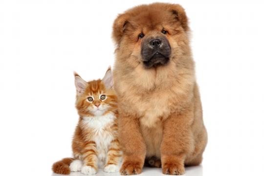 高冷松狮犬