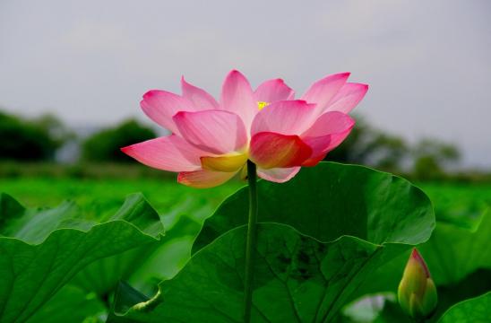 醉美莲花开