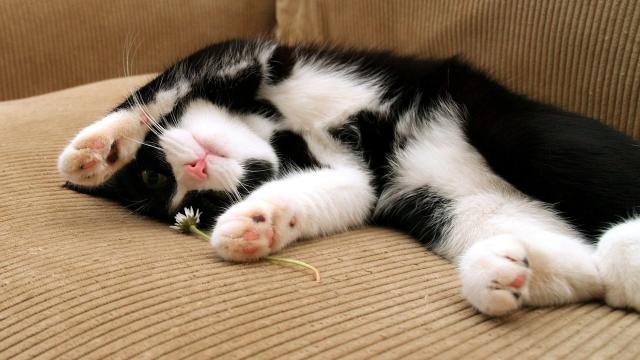 善于表达的猫咪