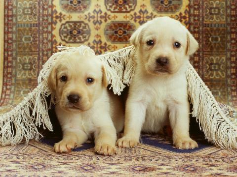 拉布拉多幼犬