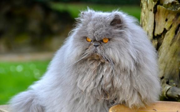 我家的波斯猫
