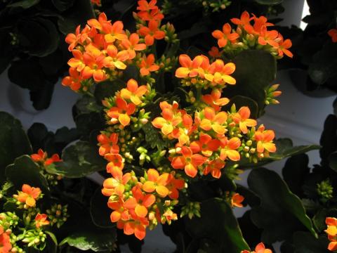 海棠花开