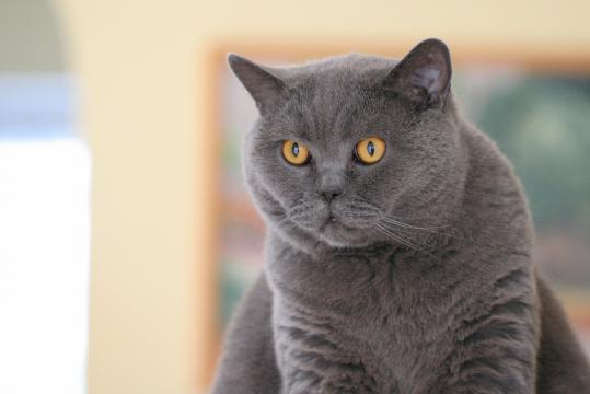 英国短毛猫