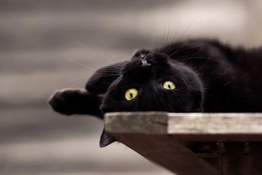 黑猫不需要爱情