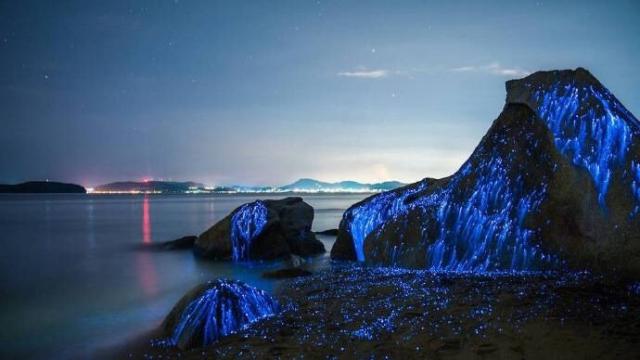 梦幻迷人蓝眼泪