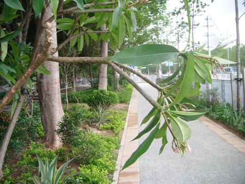 生机盎然的鸡蛋花树