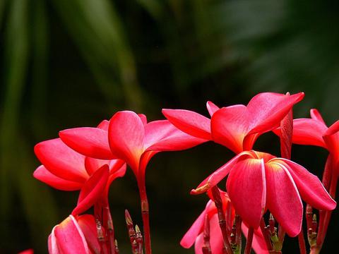 清新淡雅红色鸡蛋花