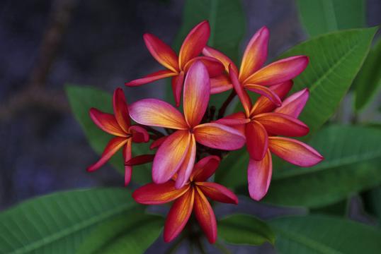 美丽的红色鸡蛋花
