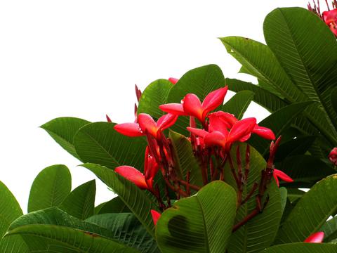 园林景观红色鸡蛋花