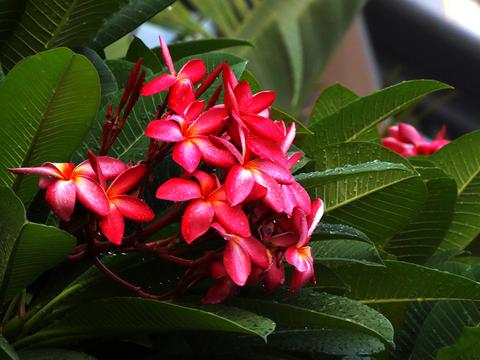 小清新红色鸡蛋花