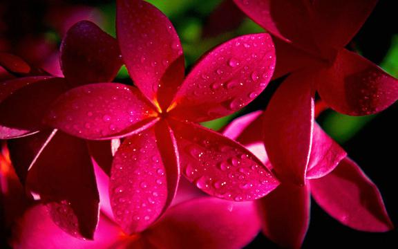 唯美红色鸡蛋花
