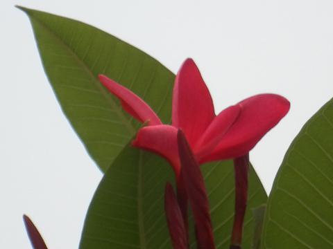 红色鸡蛋花花苞