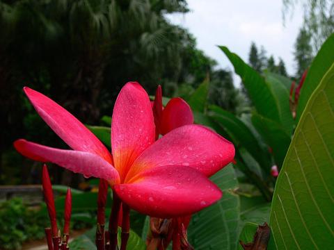 一支独秀红色鸡蛋花