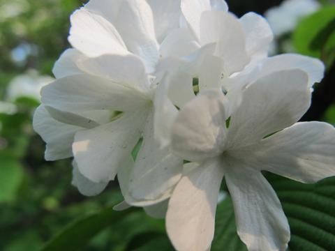 清纯白色鸡蛋花