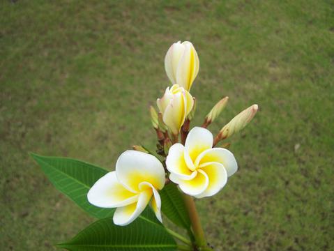 清新脱俗白色鸡蛋花