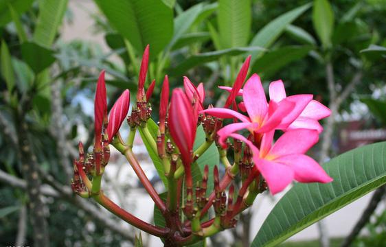 粉色鸡蛋花花蕾