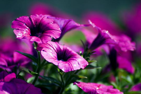 唯美紫色自贡花海