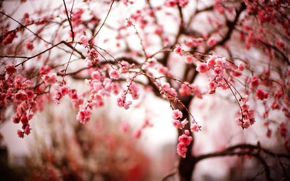 日本最美樱花花海