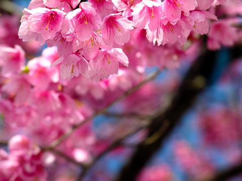 梦幻樱花花海图片
