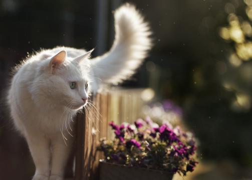 爱撒娇的懒猫咪