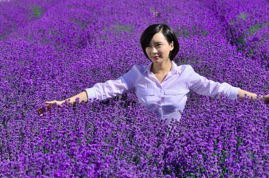 普罗旺斯花海美女